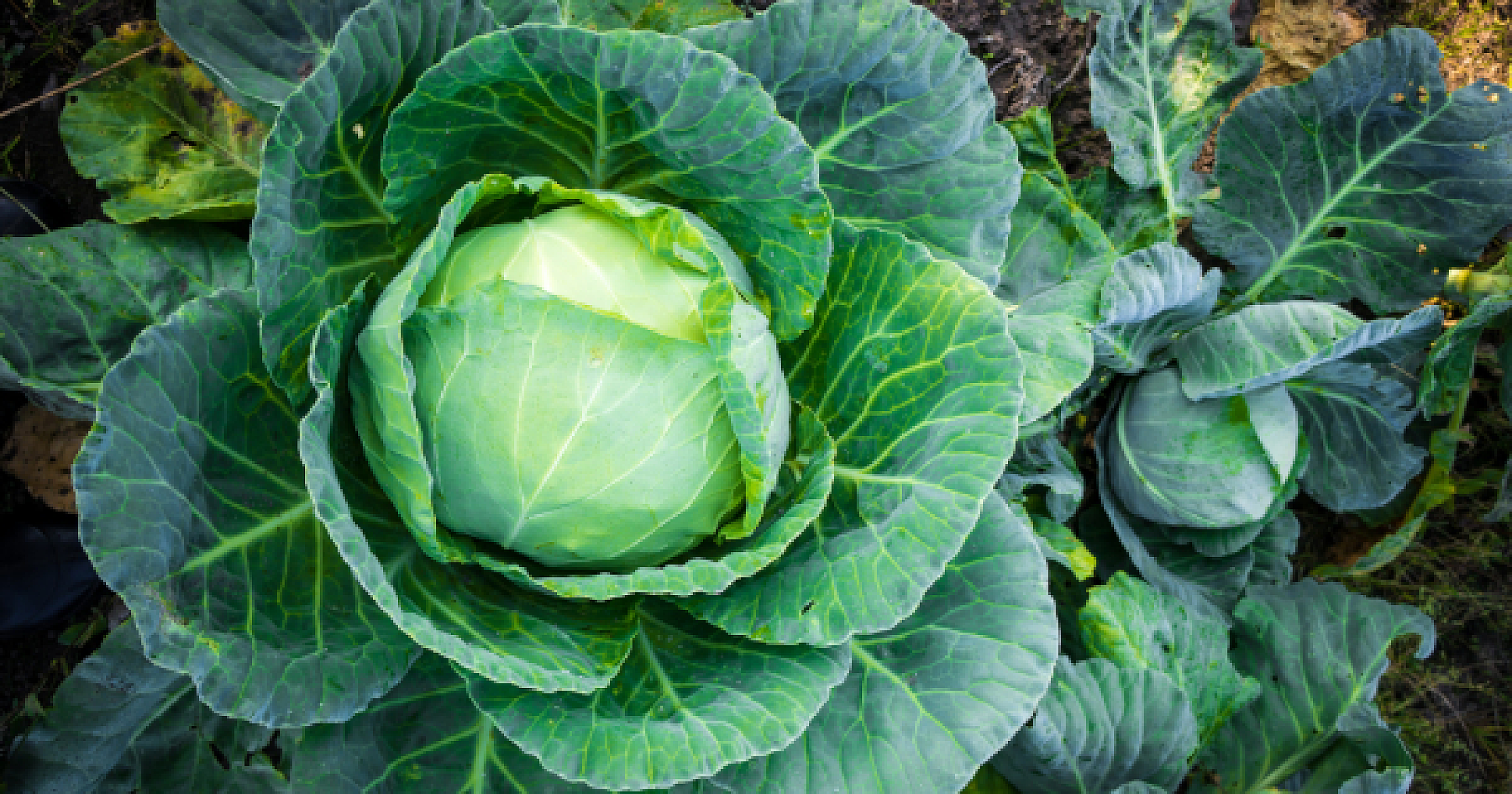 Do Cabbage Leaves Really Relieve Pain?