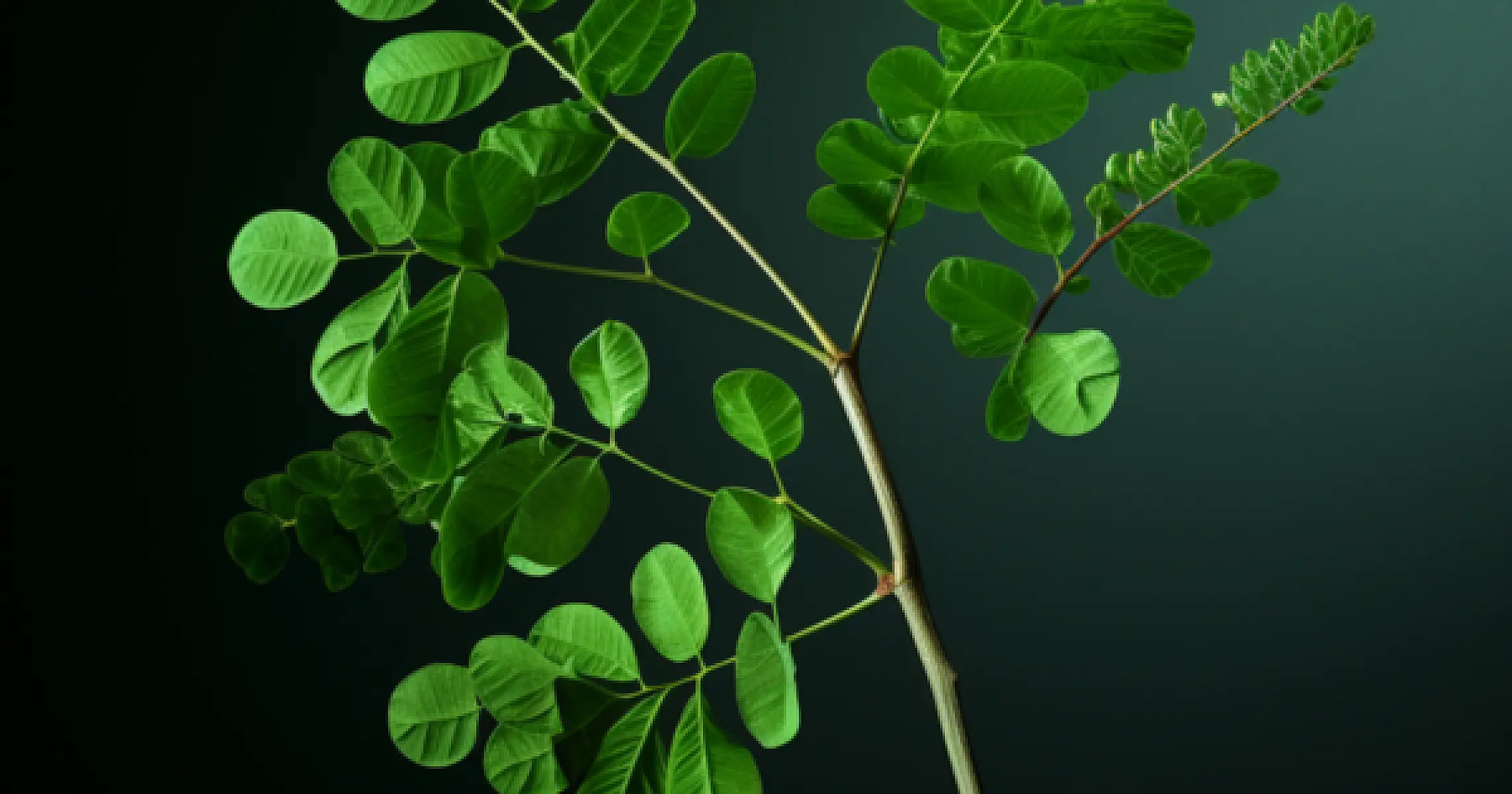 Moringa Leaf Extract Outperforms Drug for Oral Precancer Lesions
