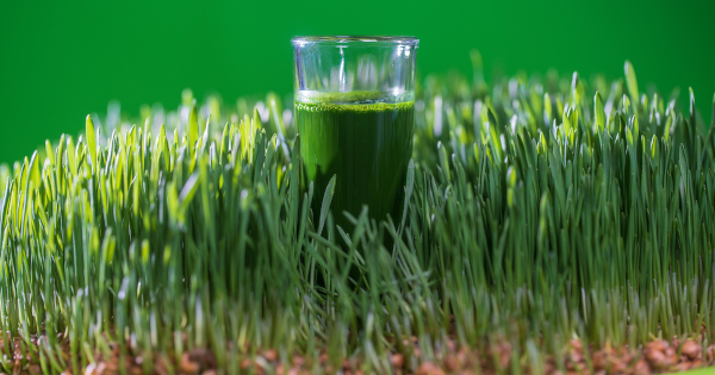Wheatgrass Rapidly Reverses Cataracts (Animal Model): A Closer Look at the Regenerative Biochemistry Involved