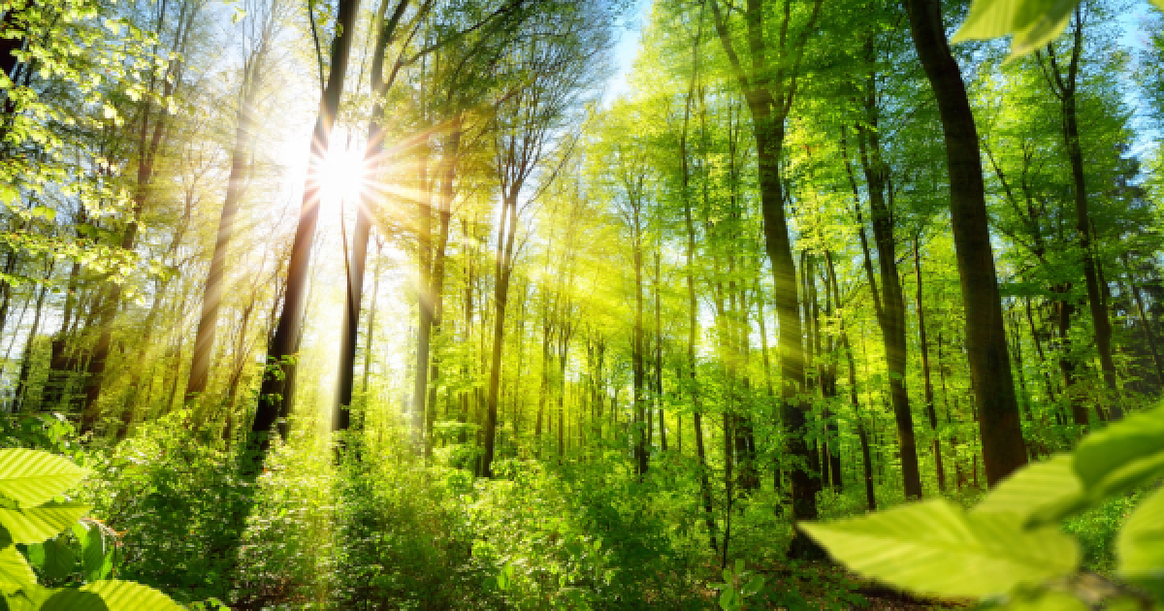 Tapping Into Tree Power: A New Renewable Energy Source?
