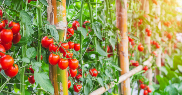 How Eating Tomatoes Can Alleviate Insomnia