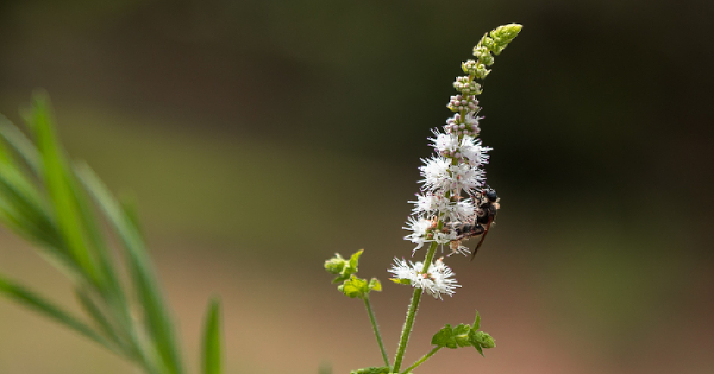 Out With Synthetic Estrogen, In With Natural Black Cohosh For Safer Menopause Care