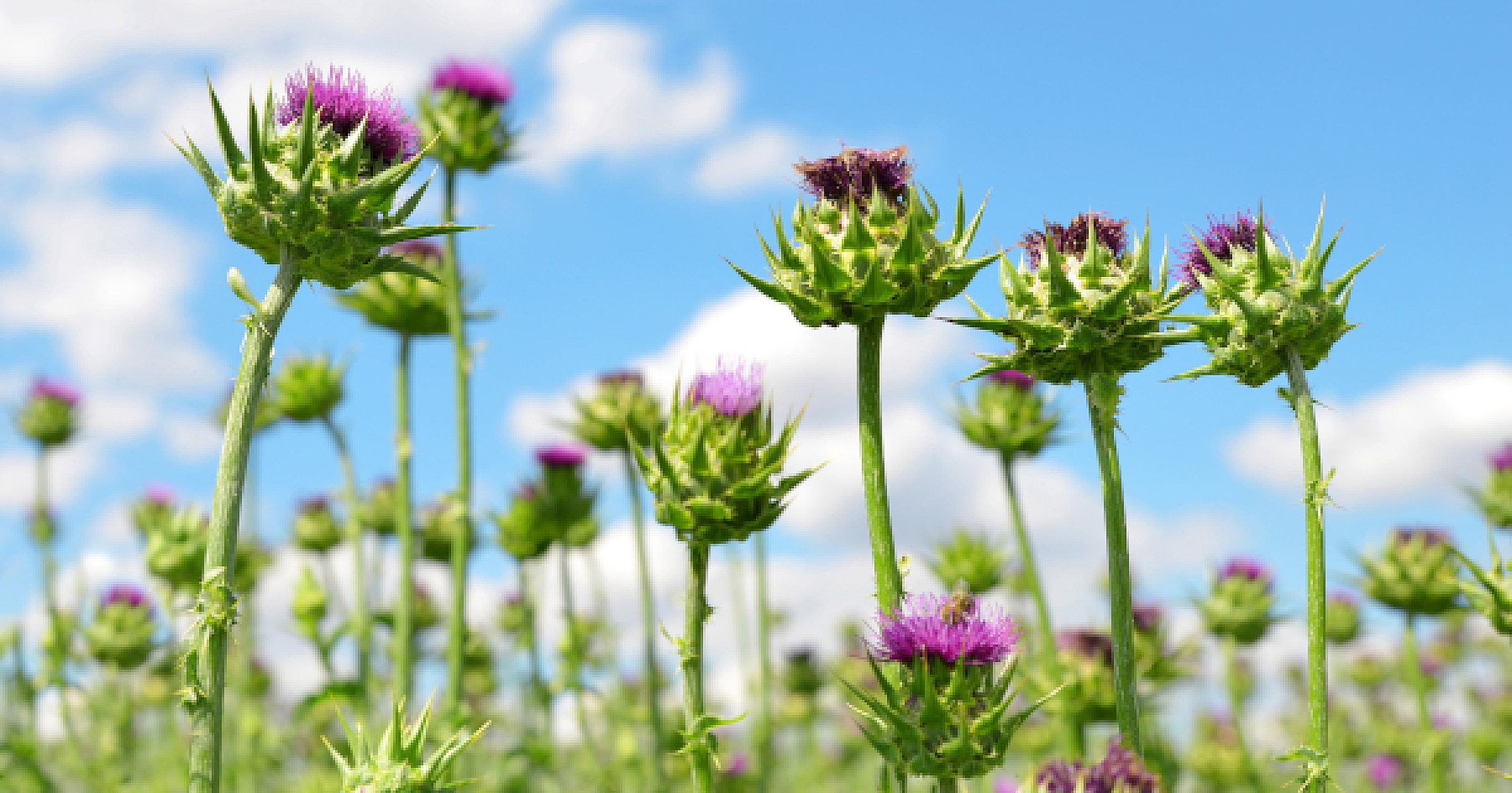 Milk Thistle Seed Extract Matches Doxycycline Antibiotic for Acne Without the Side Effects
