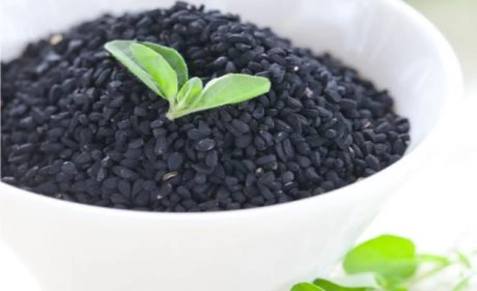 Black Seed - 'The Remedy for Everything but Death'
