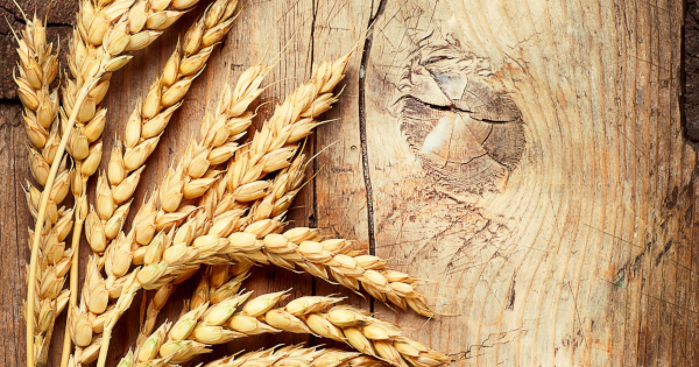 Humble Wheat Germ Shines for Fatty Liver in New Study