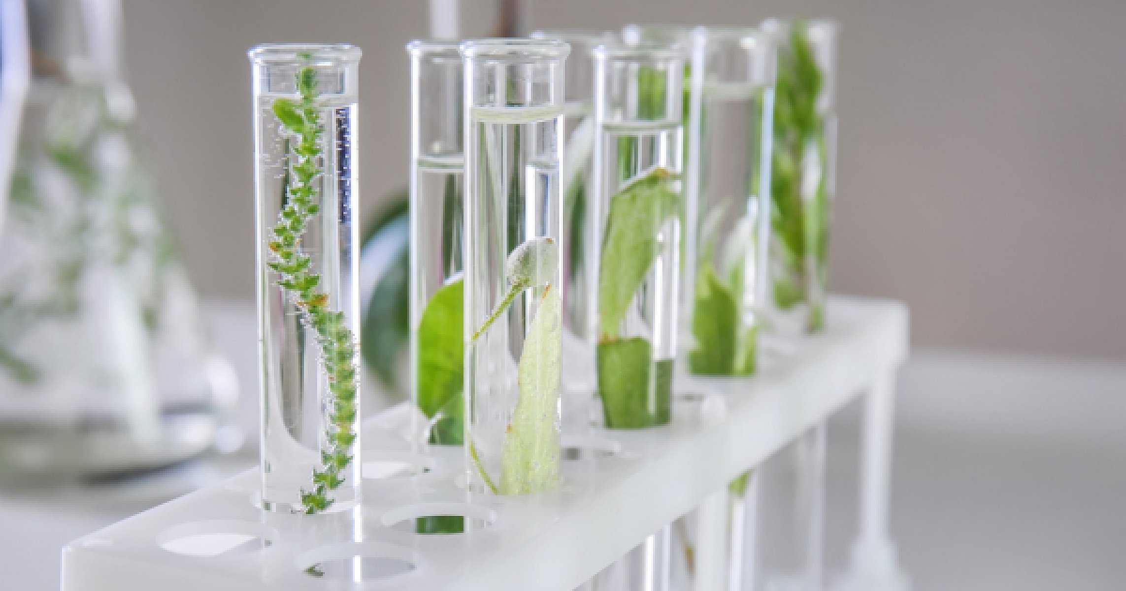 The Phytoneuroendocrine System and the New Science of Food as Information