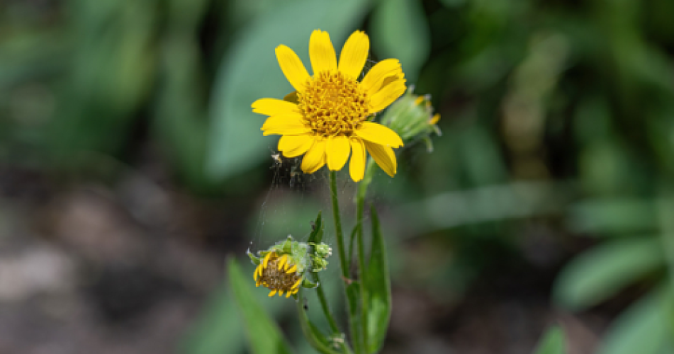 Arnica montana and Bellis perennis: Homeopathic Allies in Bone Regeneration