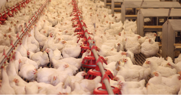 Scamdemic Bird Flu: Vaccines for 33 Billion Chickens? Digital Food Rationing? The End of Animal Agriculture?