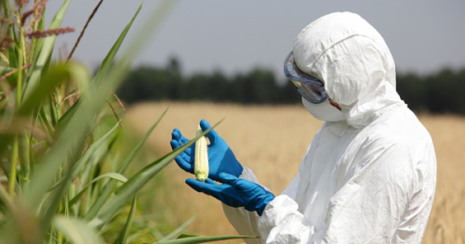 The Three Trade Lawyers Who Will Decide Whether Mexicans Can Be Forced to Eat the U.S.'s Genetically Engineered Corn