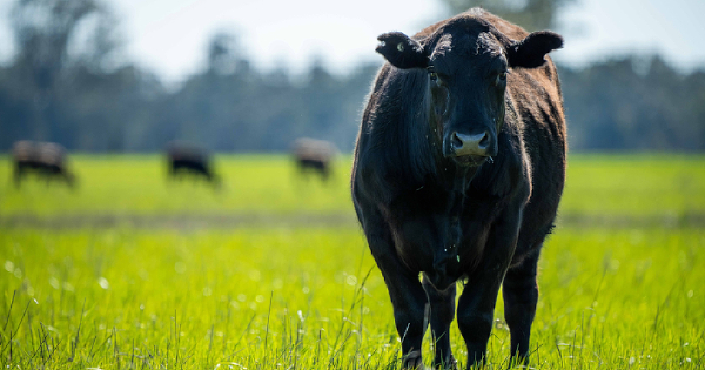 Of Cows and Carbon: Scrutinizing Bill Gates' Methane Vaccine Scheme and the Misleading War on CO2