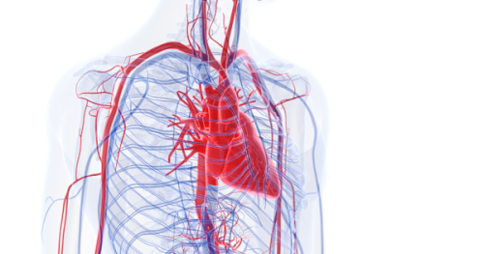 Stiff Arteries? American Ginseng Improves Vascular Function, Among Many Other Studies Benefits