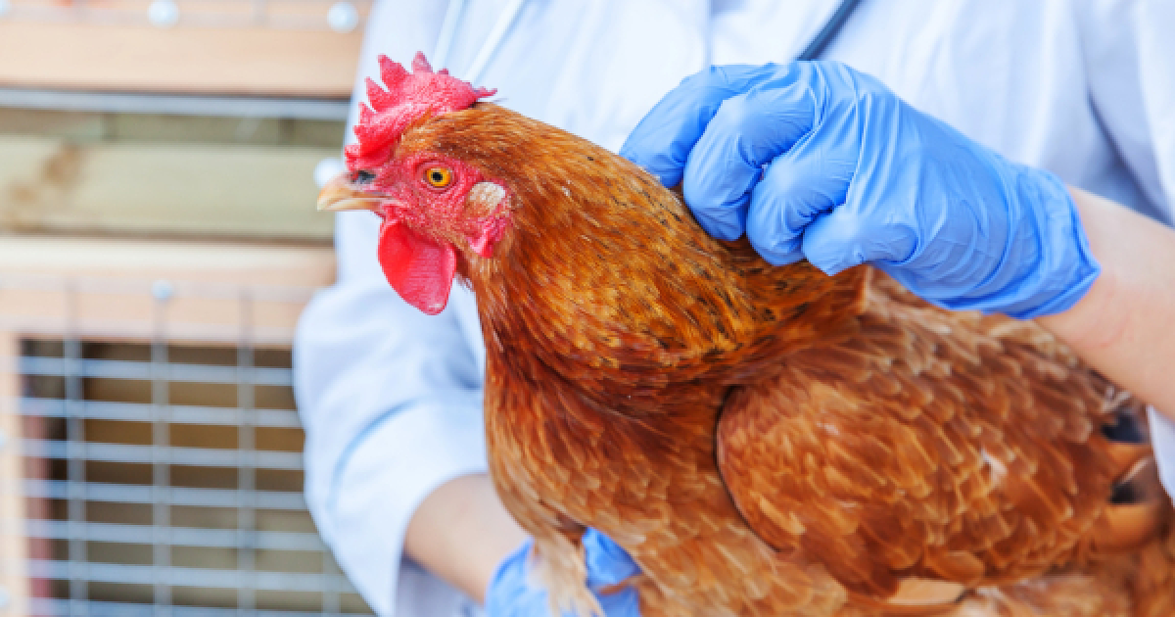 The Latest "Bird Flu" Death is "Covid" All Over Again