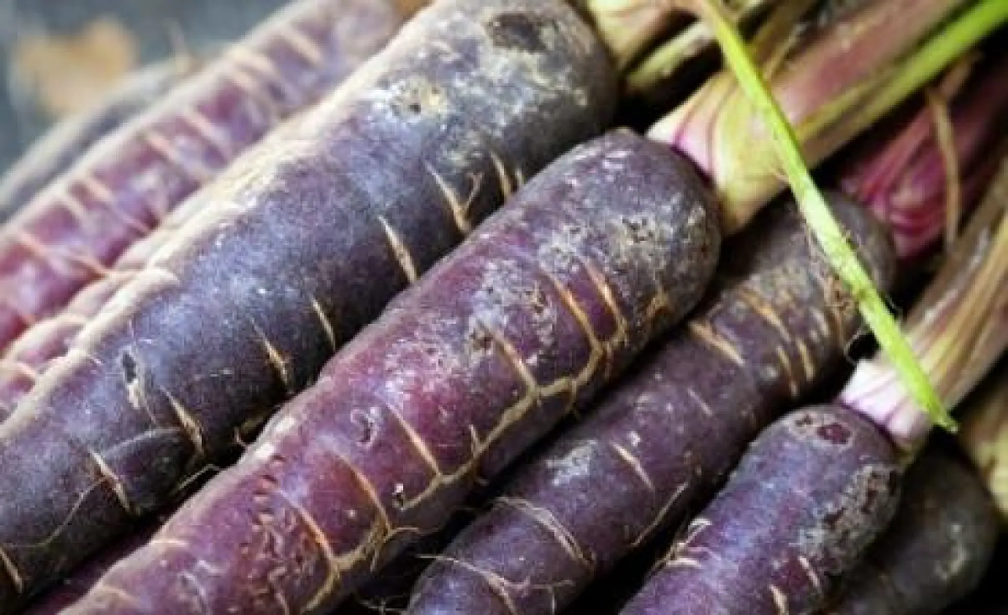 Purple Carrots Boast Ancient Roots