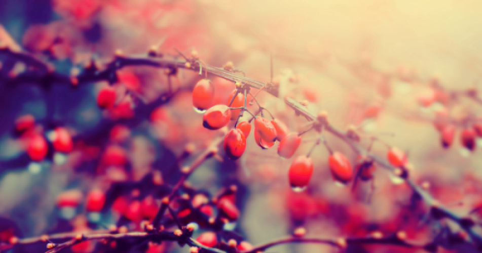 Beyond Metformin: Berberine's Promise in the Fight Against Type 2 Diabetes
