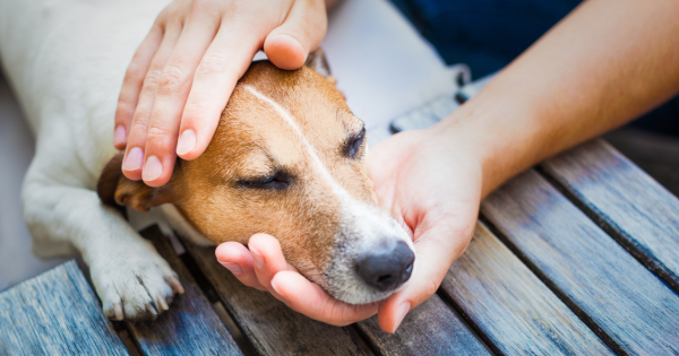 Animal Magic: How Animal-Assisted Therapies Are Transforming Autism Care