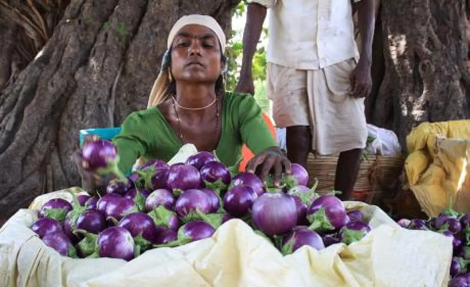 Breaking News: Monsanto To Face Biopiracy Charges In India