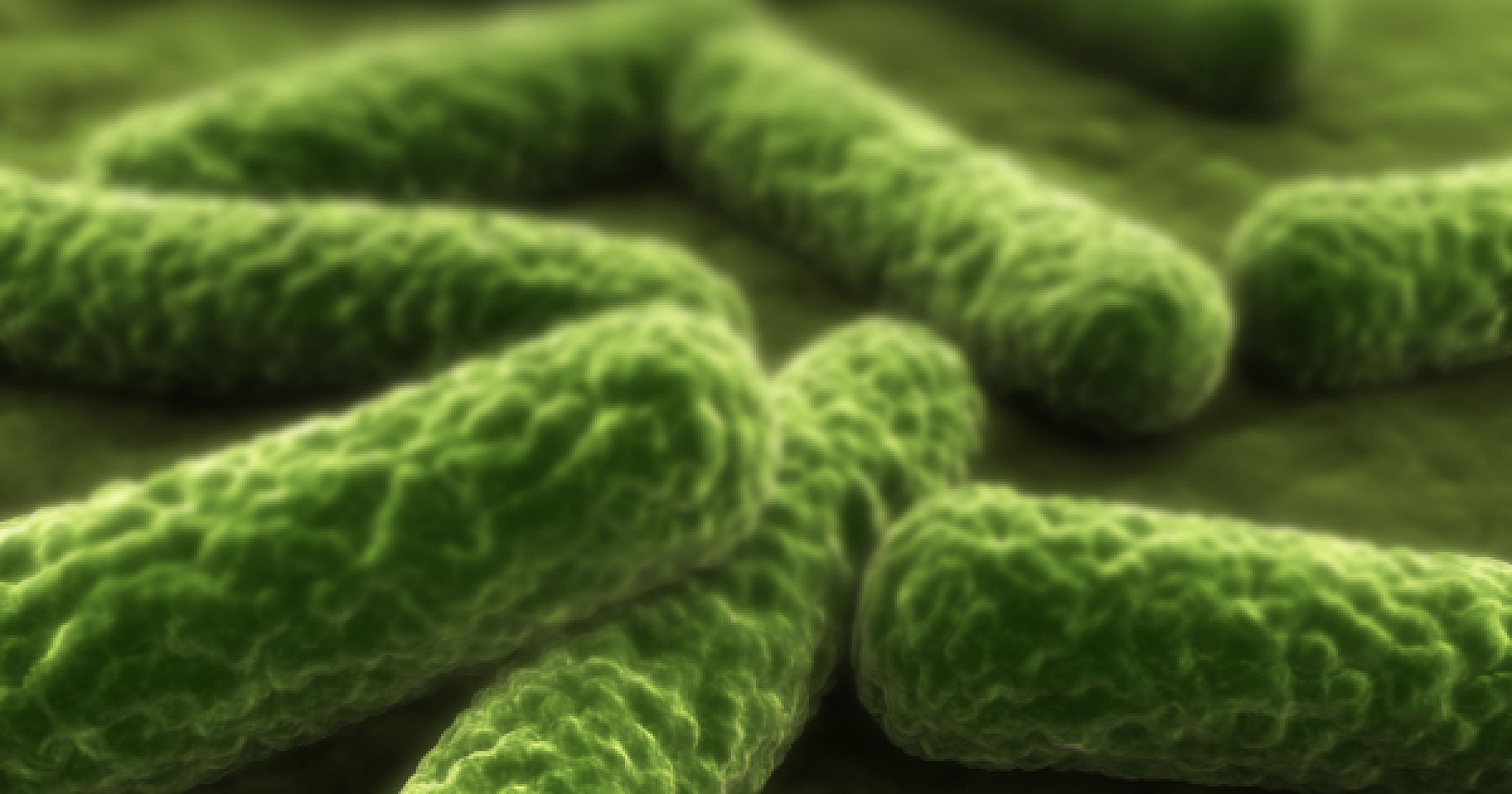 Nature's Arsenal Against the 'Superbug': Top 10 Compounds Battling Pseudomonas Aeruginosa