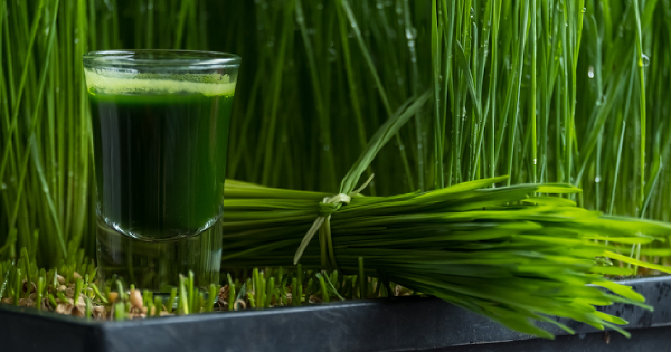 Reversing Time: The Surprising Power of Wheatgrass in Rejuvenating Health and Longevity