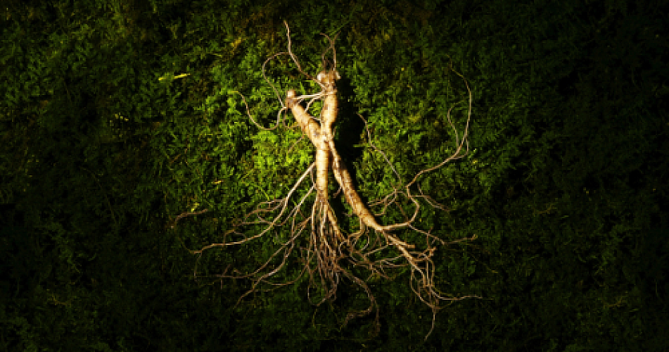 Ginseng's Secret Language: How Plant miRNAs Speak to Human Cells
