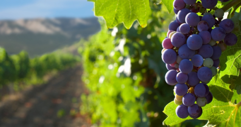 Grape Exosomes: Nature's Nanoparticles for Cellular Communication and Regenerative Healing