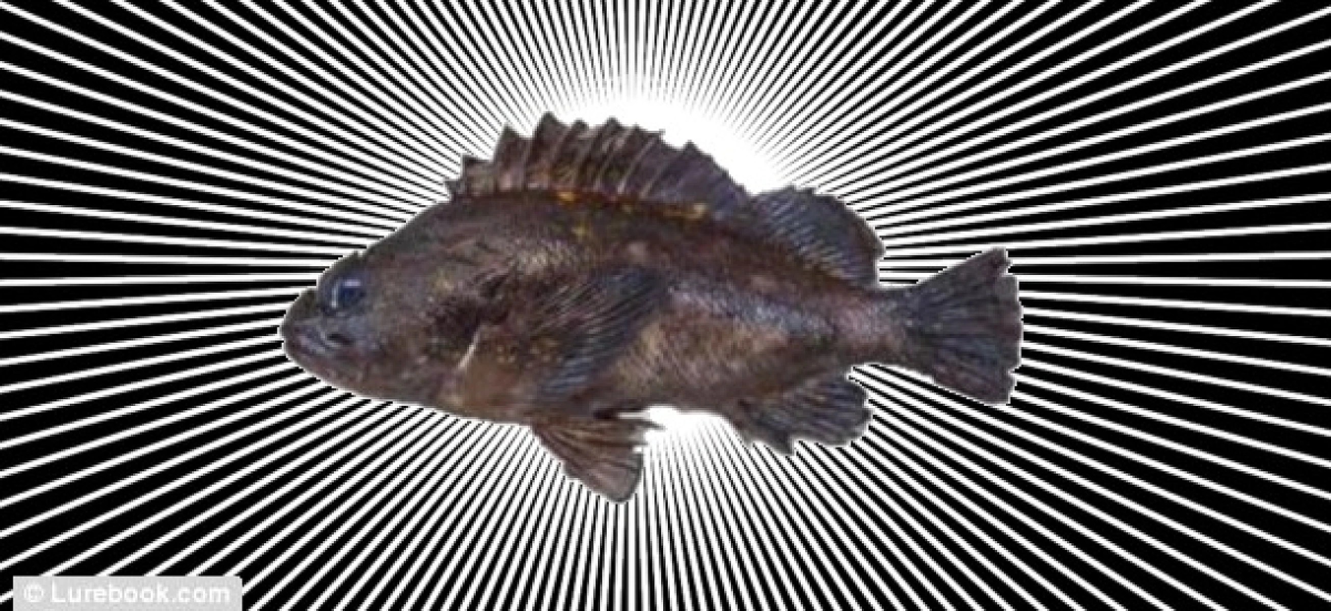Fukushima Fish with 2,540 Times Accepted Radiation