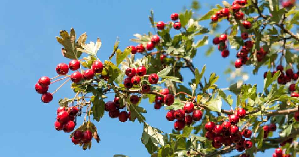 Hawthorn Fruit Supplementation Shows Promise for Skin Hydration and Anti-Aging Effects, According to New Research