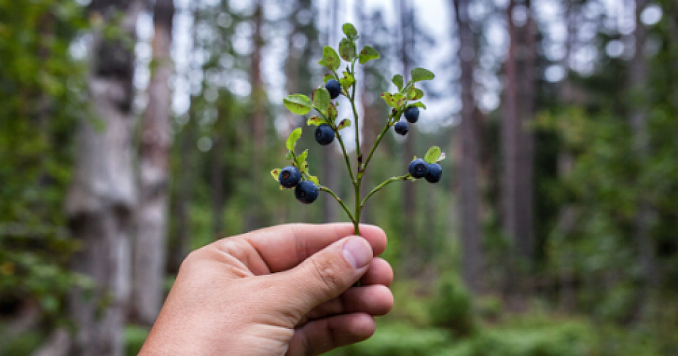 The Therapeutic Potential of Wild Blueberries: Emerging Evidence for Brain and Heart Health