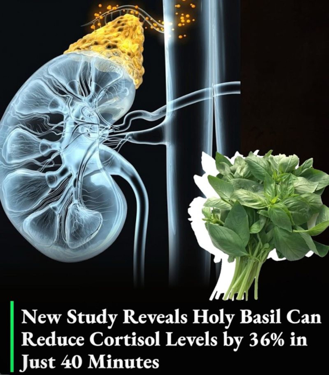 New Study Reveals Holy Basil Can Reduce Cortisol Levels by 36% in Just 40 Minutes
