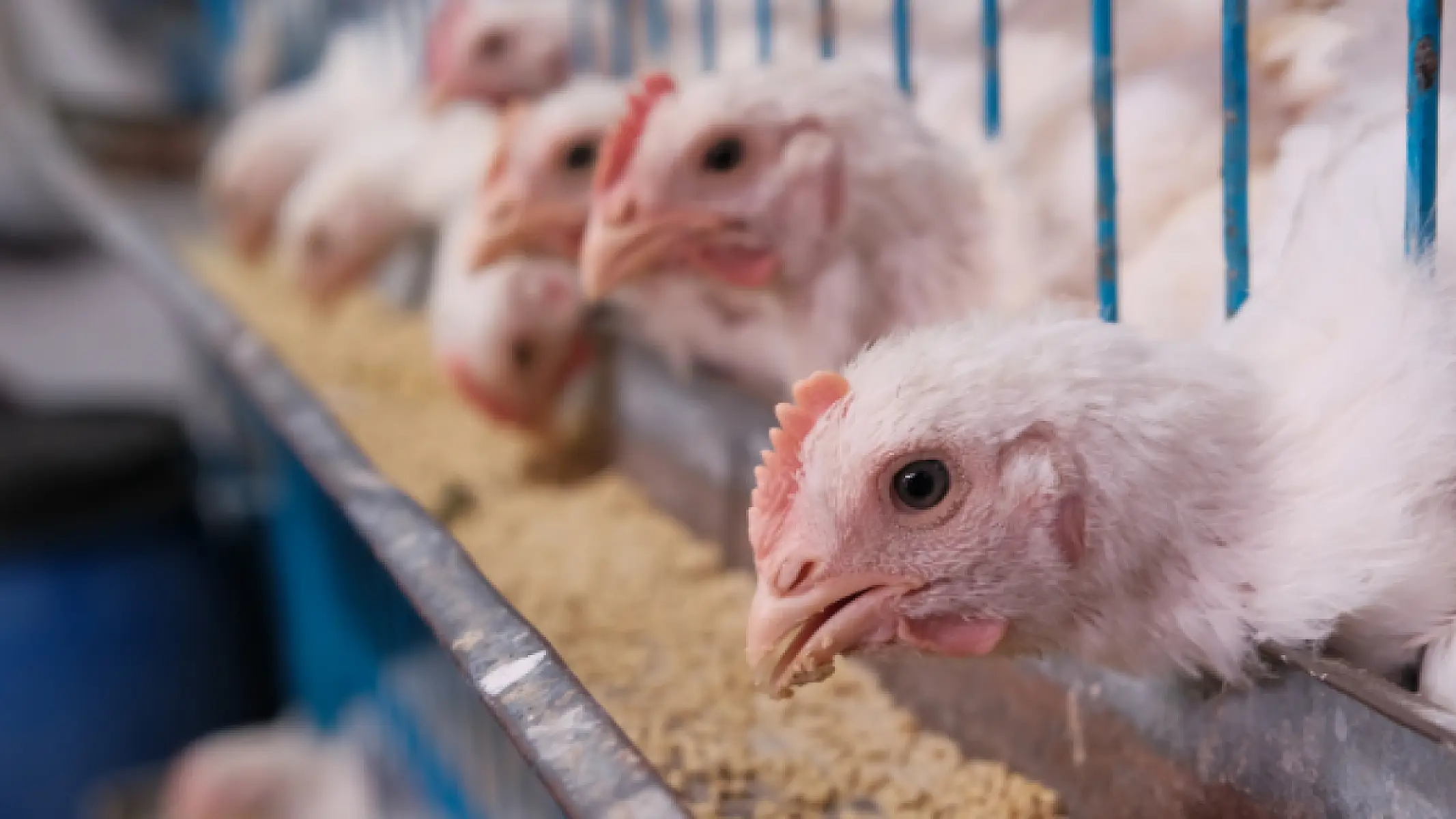UTIs May Originate from Contaminated Meat: New Research Exposes the Hidden Foodborne Pathway of Disease