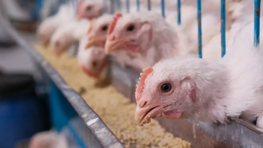 UTIs May Originate from Contaminated Meat: New Research Exposes the Hidden Foodborne Pathway of Disease