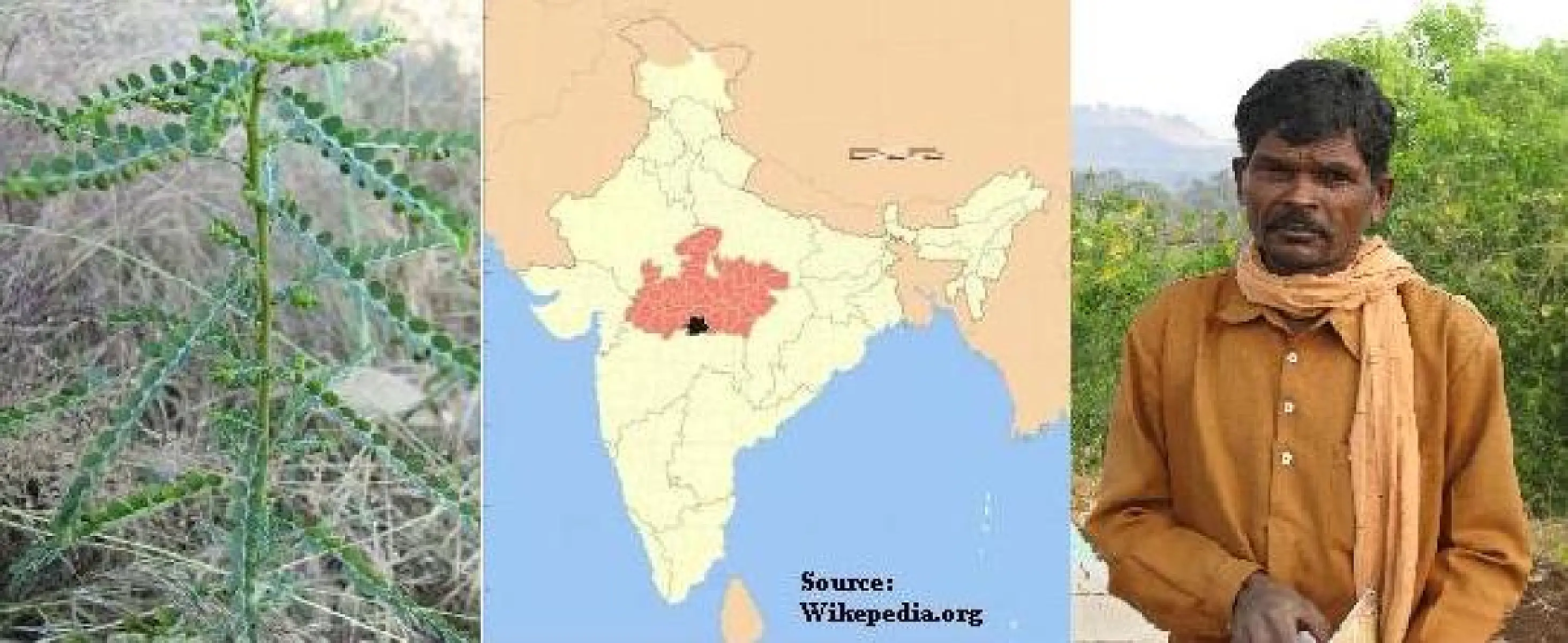 40 Important Herbs Used by the Korku Tribes in India
