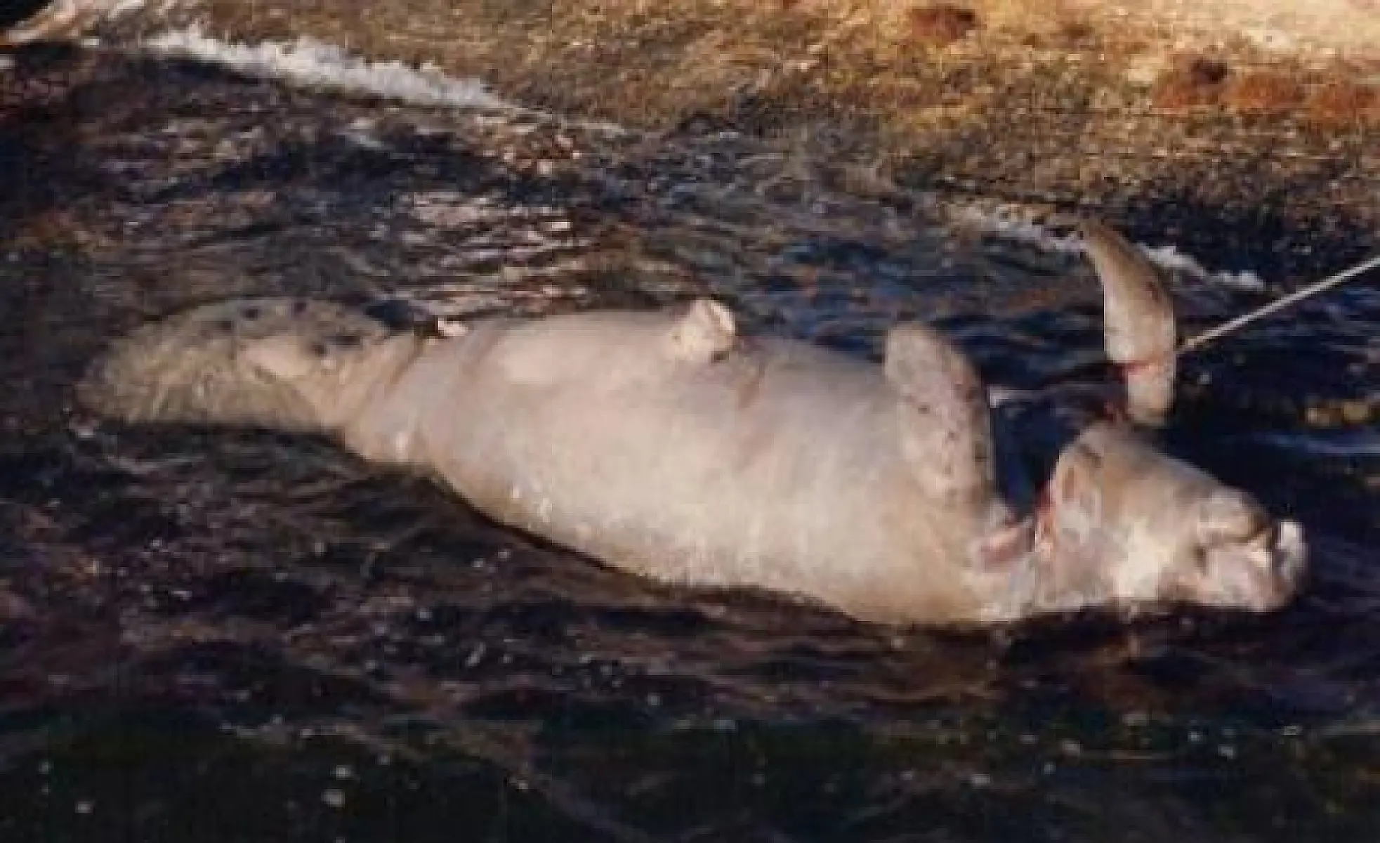 Record Manatee Deaths, But 'Experts' Say No Harms To Humans