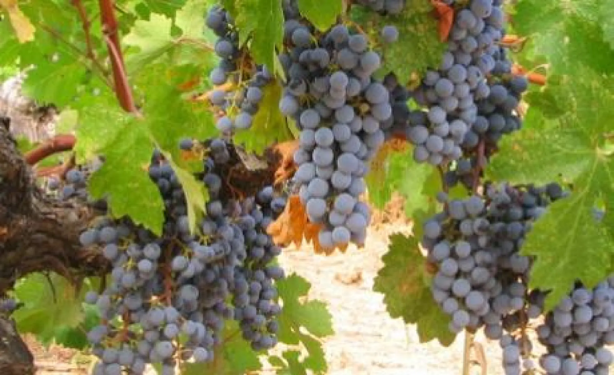 Grape Seed Extract May Beat Chemo in Late-Stage Cancer