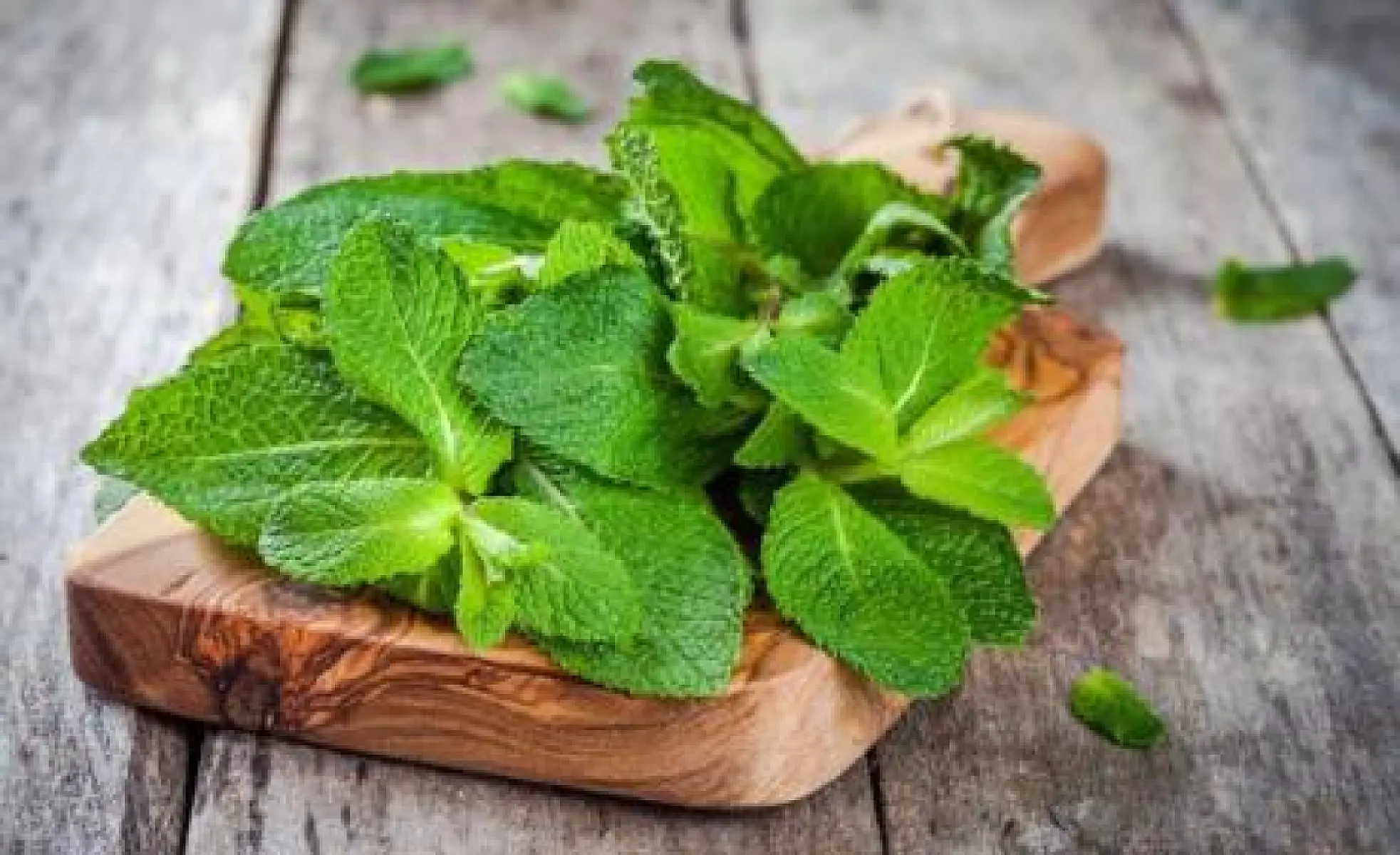 The Power of Peppermint: 15 Health Benefits Revealed