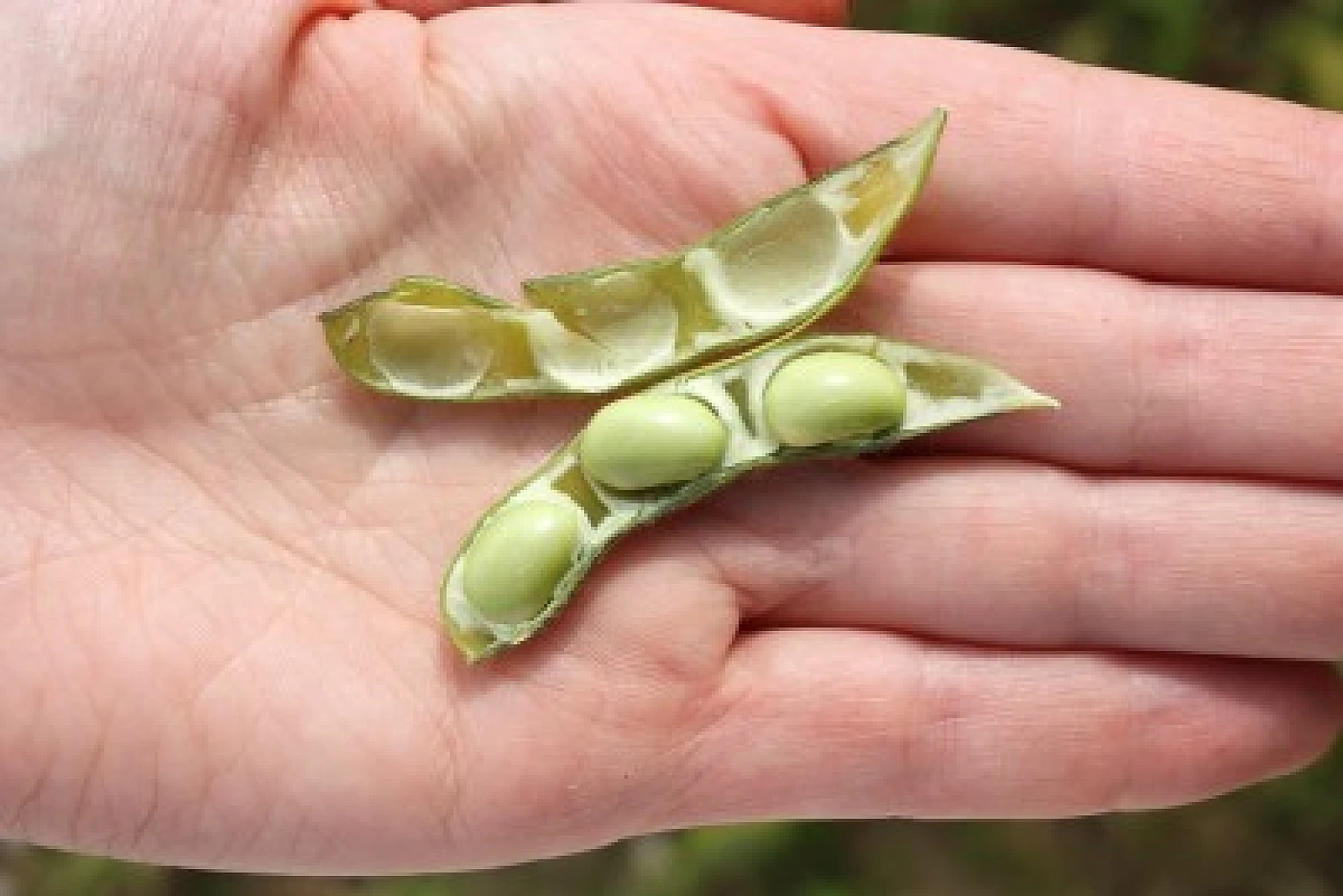 Brazil Gears Up To Supply Non-GM Soy To India