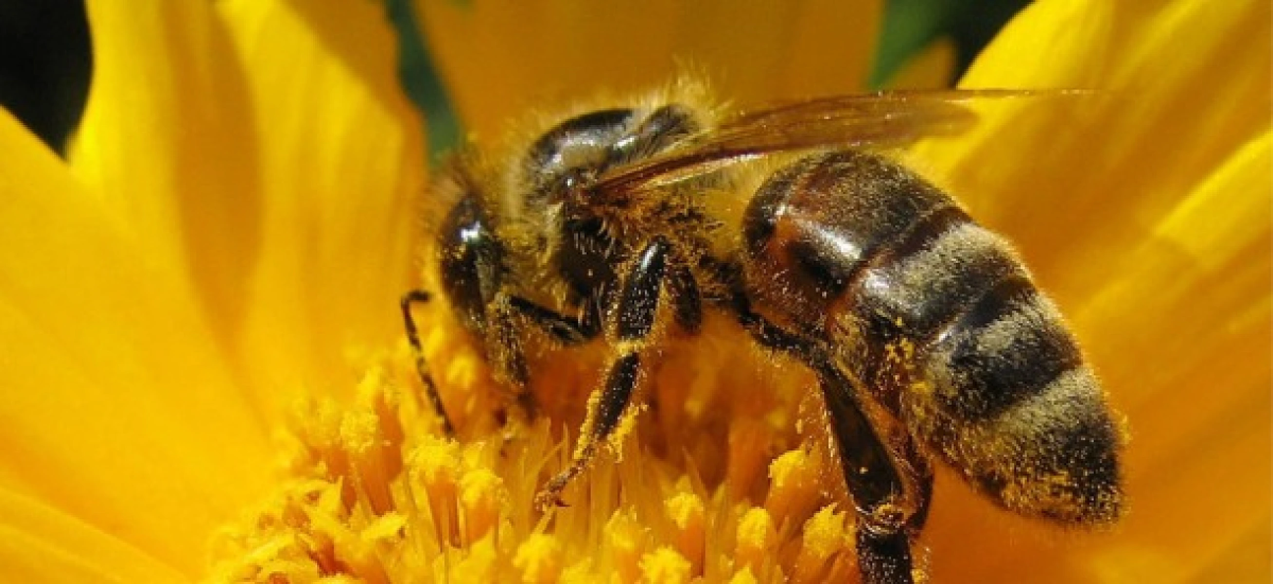 Colony Collapse Disorder Is a Fraud: Pesticides Cause Bee Die-Offs