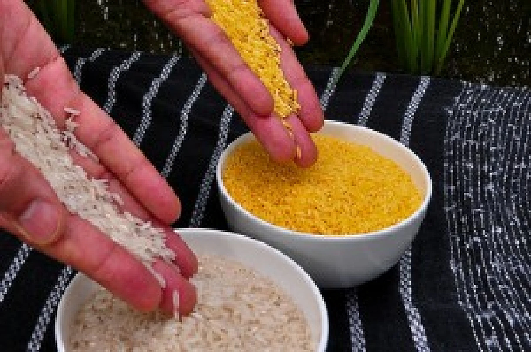 Exposing The Truth about GMOs
