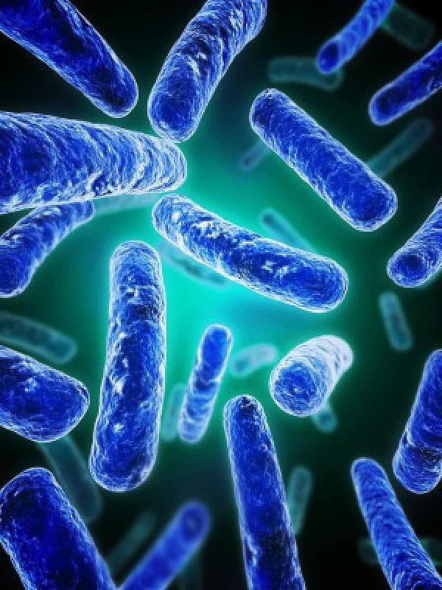Gut Biota Never Recover from Antibiotics: Damages Future Generations