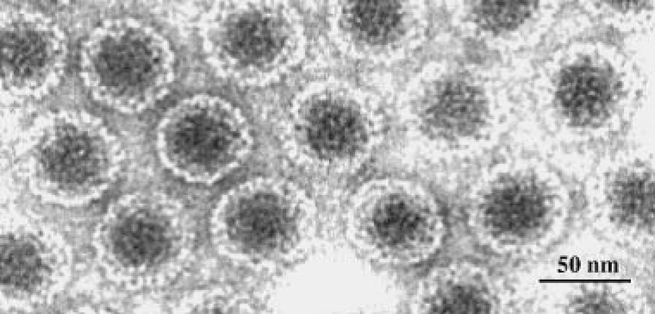 Regulators Discover a Hidden Viral Gene in Commercial GMO Crops