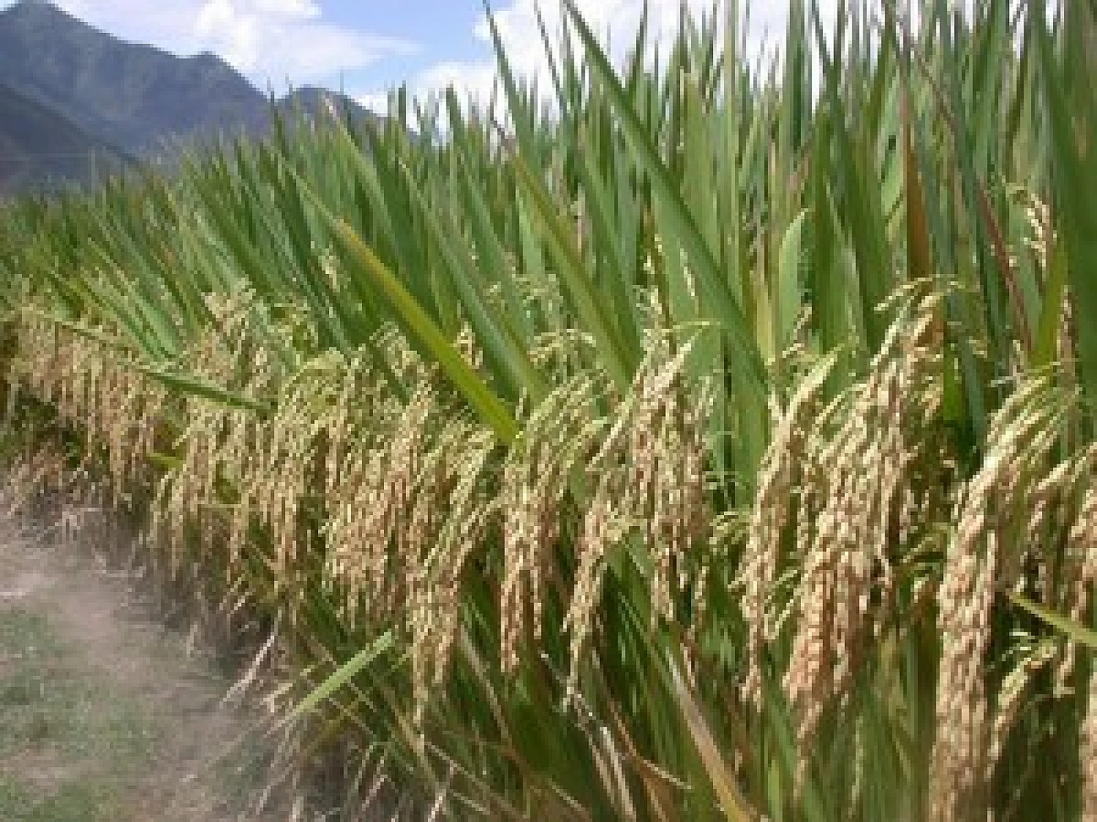 How Agriculture Can Provide Food Security Without Destroying Biodiversity