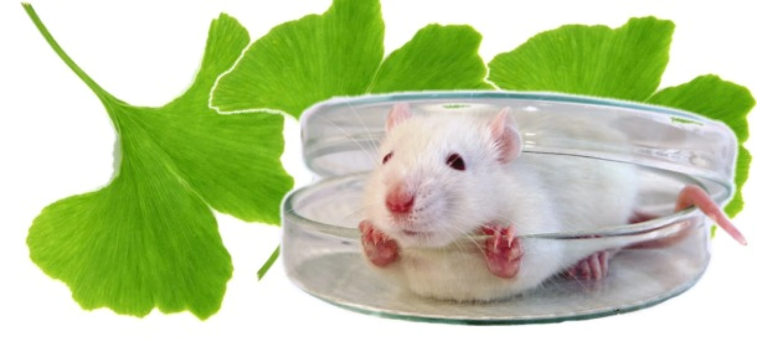 Why the NIH Uses Bogus Study to Malign Ginkgo Biloba