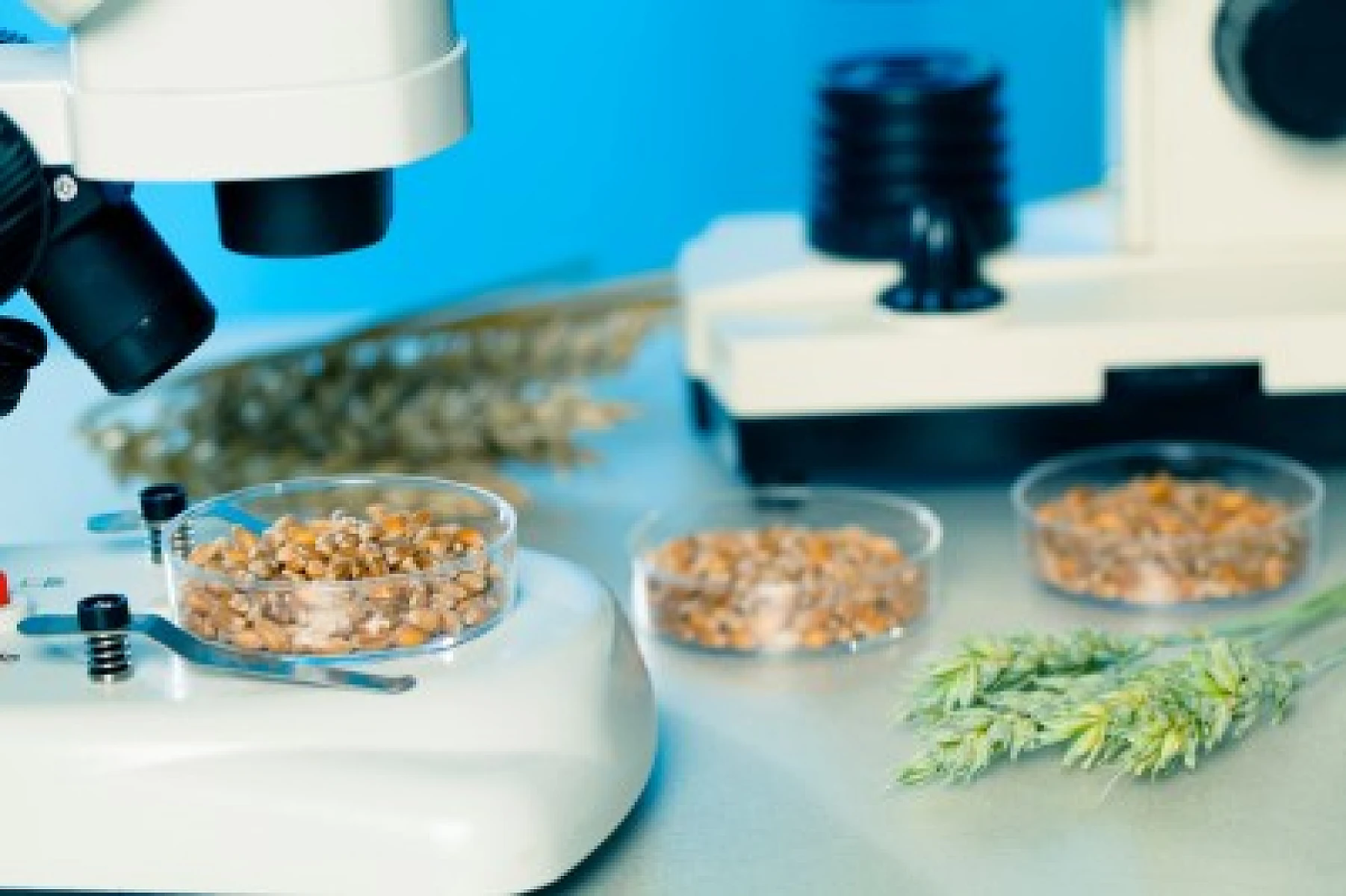 Monsanto: Contamination By All Means Necessary