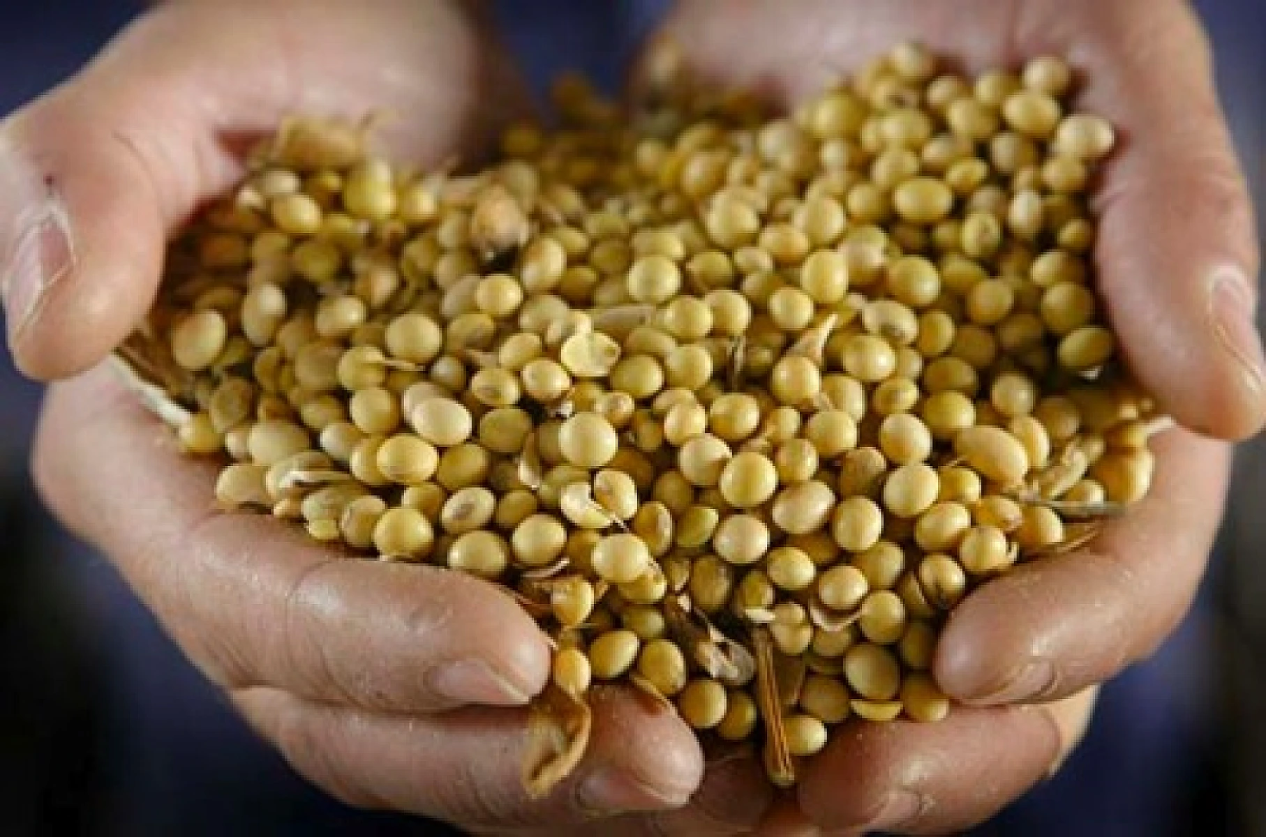 Monsanto's GMO Soybeans Found Illegally Growing in Belize