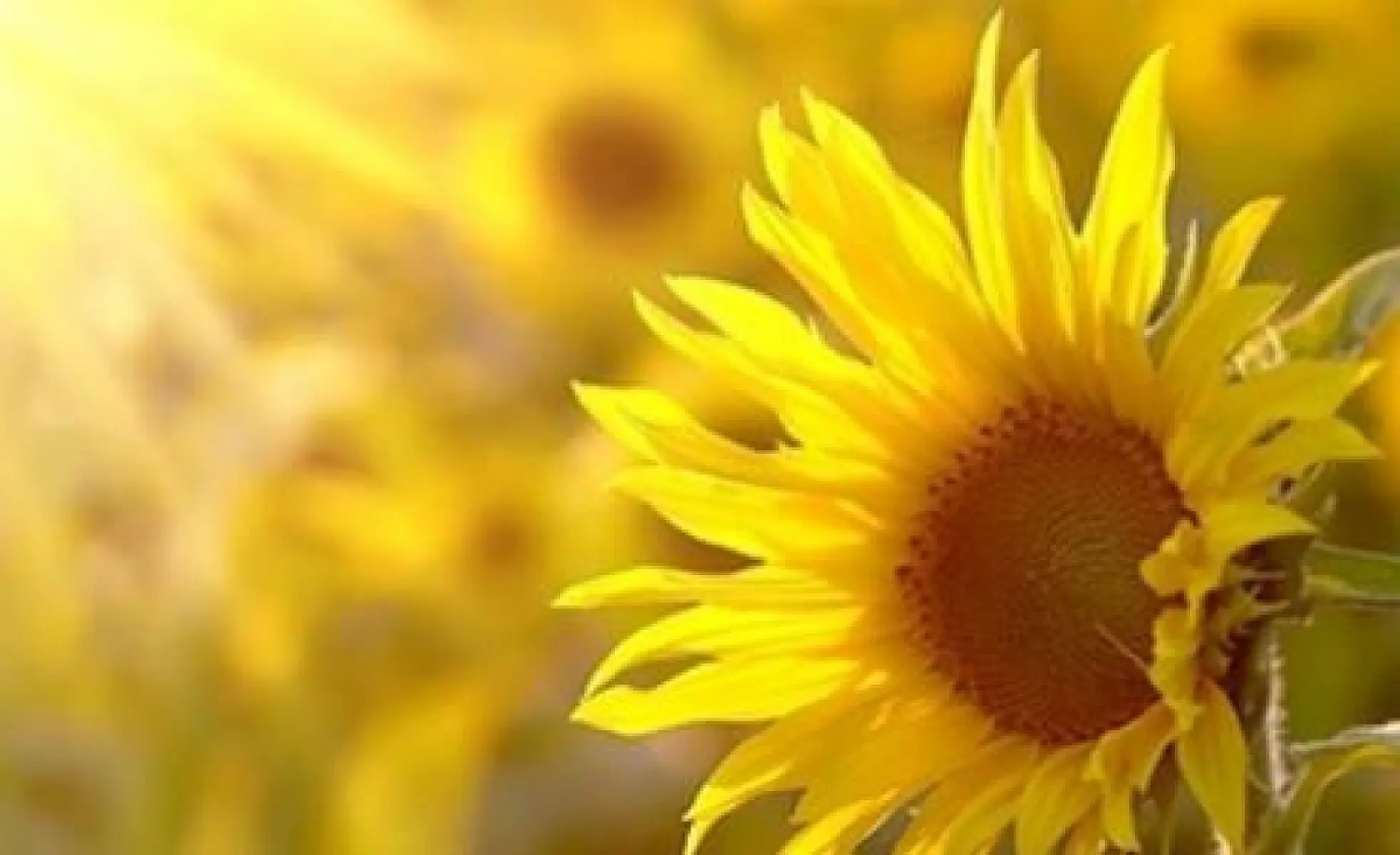 How to Get Vitamin D Without the Sun