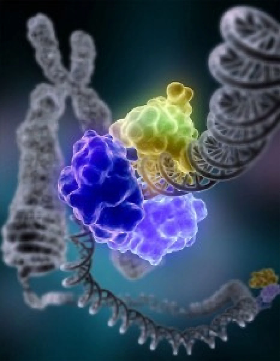Beyond the 'Breast Cancer" Gene (BRCA): Why Food Is Your Medicine