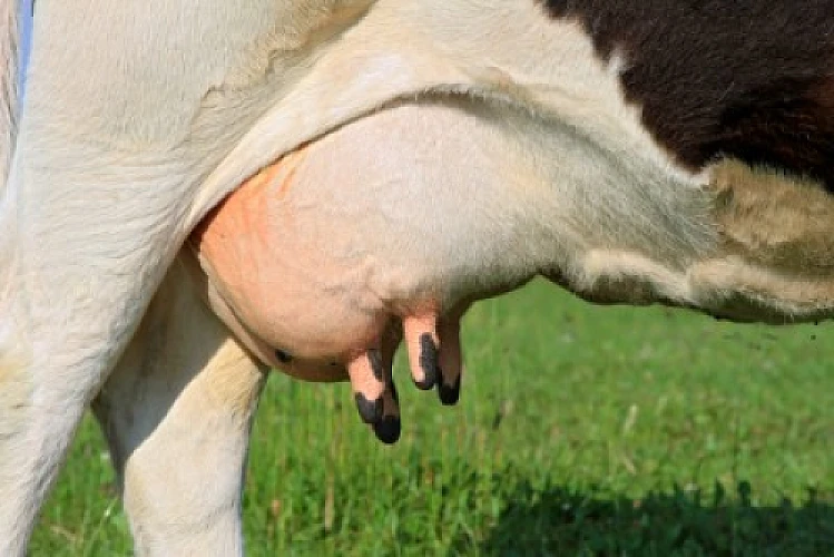 Strangely like Fiction: Sponsored Academics Admit Falsely Claiming Dairy Hormone Safety Endorsements