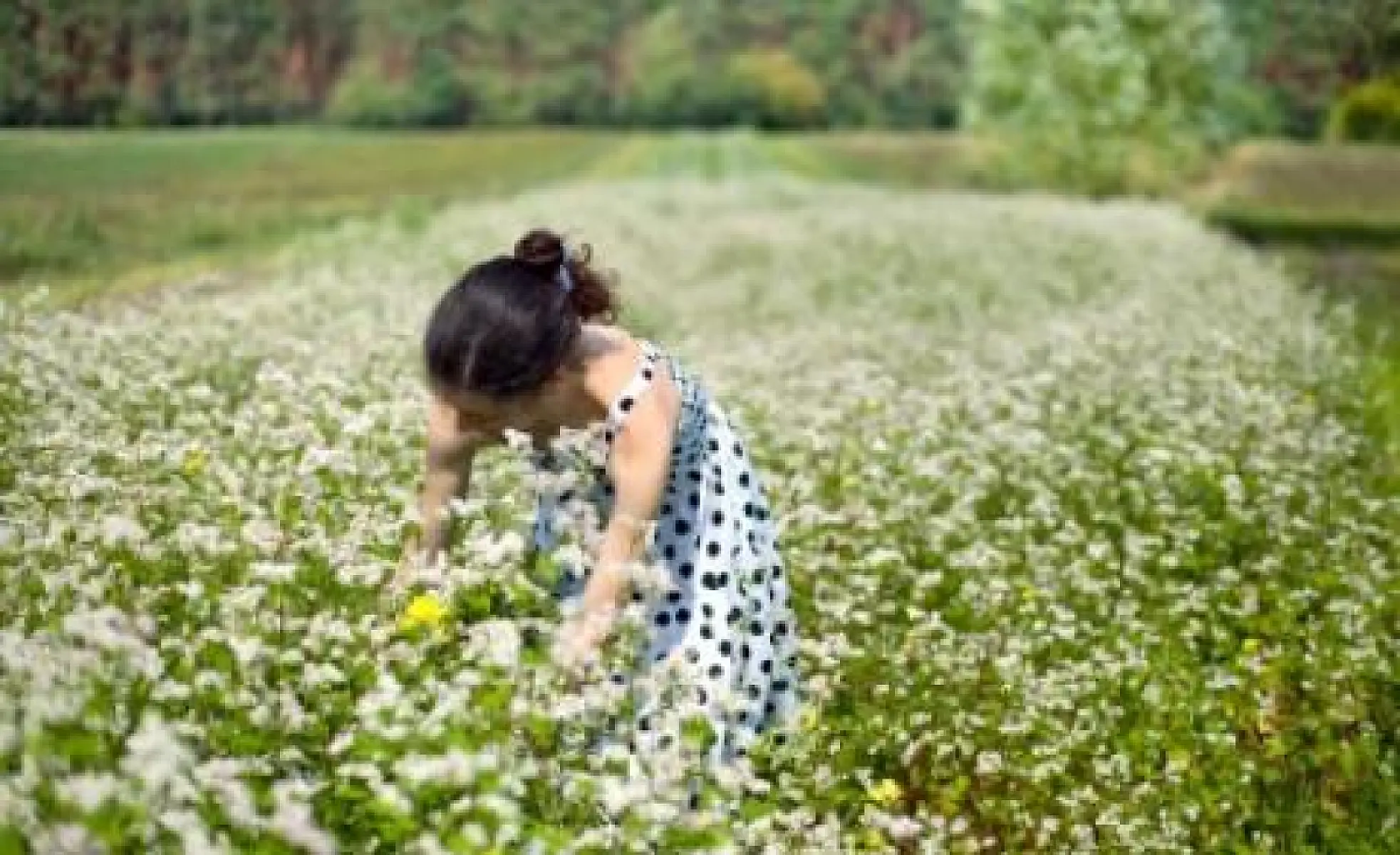 Buckwheat - 9 Great Reasons to Know it, Plant it, Grow it and Eat it!