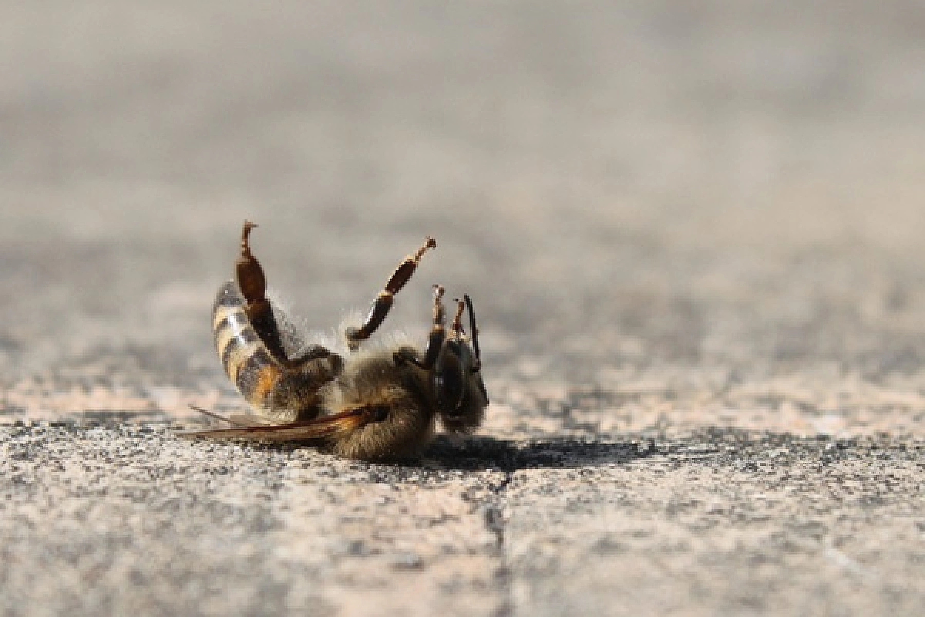 Are Honey Bees Our Proverbial Canaries in the Coal Mine?