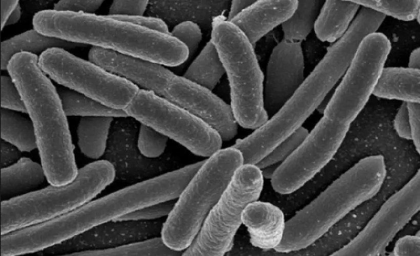 Nasty Pesticide Broken Down by Probiotic Used In Culturing Food