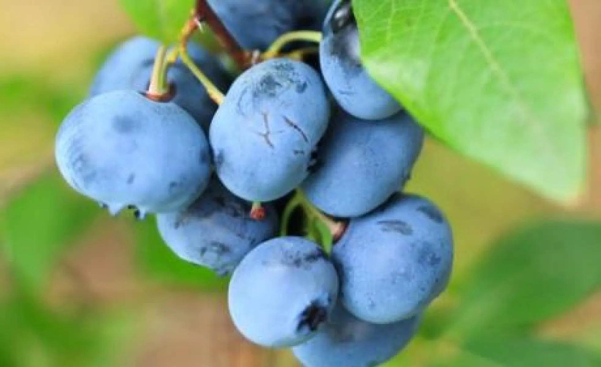 Research: Radiotherapy Causes Cancer, Blueberry Kills It